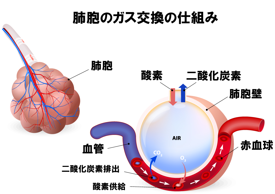 肺のはなし 肺の役割と重要性 フィトンチッドメディア